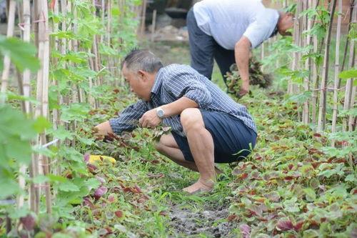 北湖新区吃瓜事件,揭秘网络谣言背后的真相